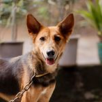 Charming Indian street dog on a chain leash outdoors, showcasing its friendly nature. — Helpful Tips for Loading and Unloadin