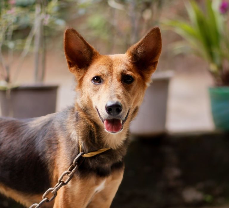 Charming Indian street dog on a chain leash outdoors, showcasing its friendly nature. — Helpful Tips for Loading and Unloadin