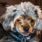 Close-up of a Yorkshire Terrier with a fluffy coat and blue collar. Perfect for pet lovers and animal themed projects. — Pet