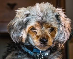 Close-up of a Yorkshire Terrier with a fluffy coat and blue collar. Perfect for pet lovers and animal themed projects. — Pet