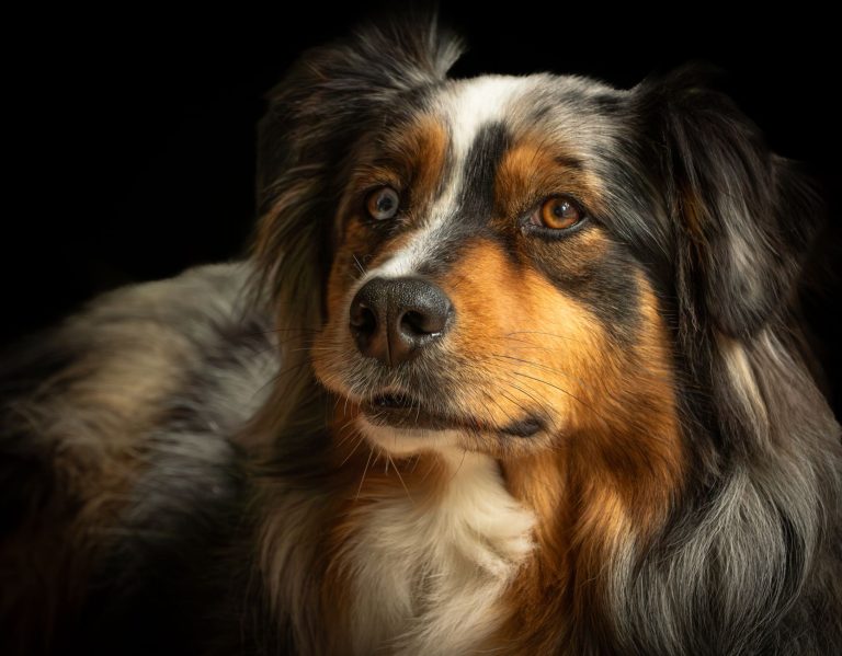 Close-up portrait of a tricolor Australian Shepherd dog with expressive eyes against a dark background. — The Best Health-Con