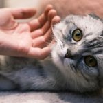 A close-up of a Scottish Fold cat being gently stroked by a human hand, showcasing affection and companionship. — Why should