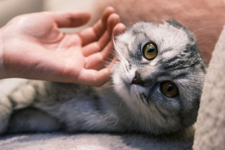 A close-up of a Scottish Fold cat being gently stroked by a human hand, showcasing affection and companionship. — Why should